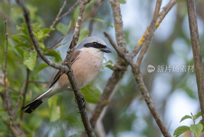 美丽的红背伯劳鸟(Lanius collurio)